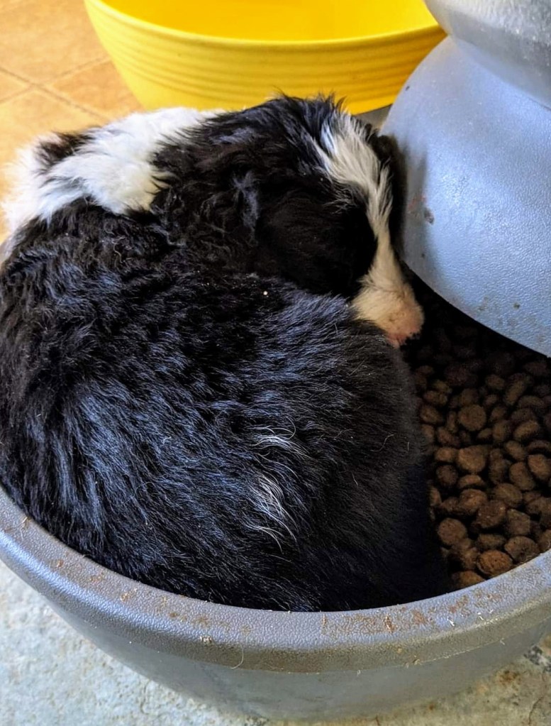 Bordoodle puppy ready to go home now in South Carolina.